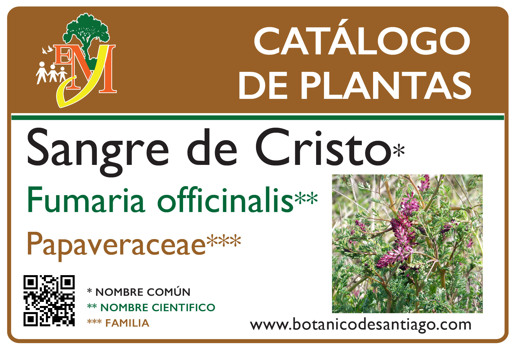 Fumaria Officinalis – Jardín Botánico Prof. Eugenio de Js. Marcano