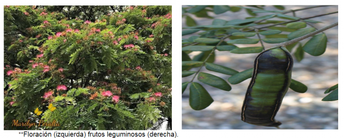 Planta del mes: SEPTIEMBRE – Jardín Botánico Prof. Eugenio de Js. Marcano