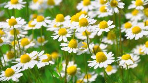 Aromaticas