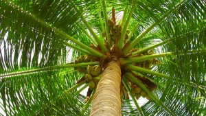 Palmetum