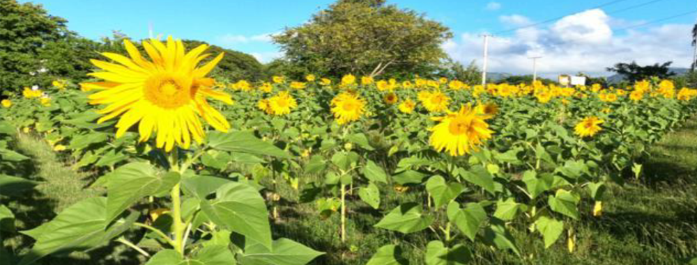 Planta del mes: FEBRERO 2022 – Jardín Botánico Prof. Eugenio de Js. Marcano